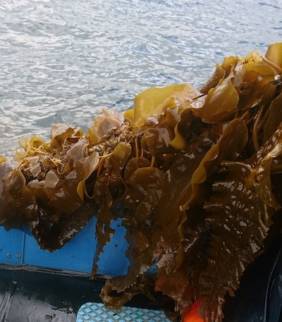 Farmed kelp on the line