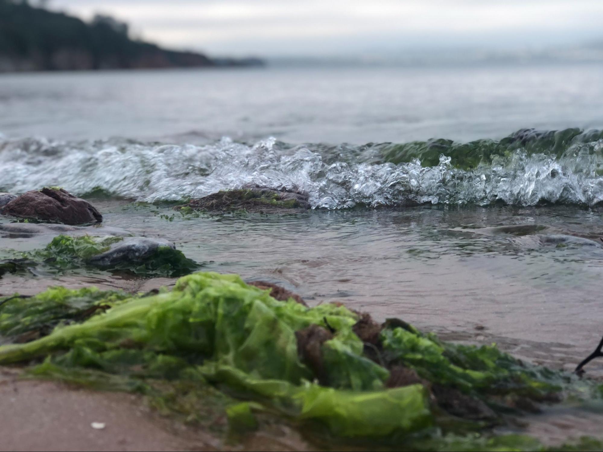 Seaweed on the coast