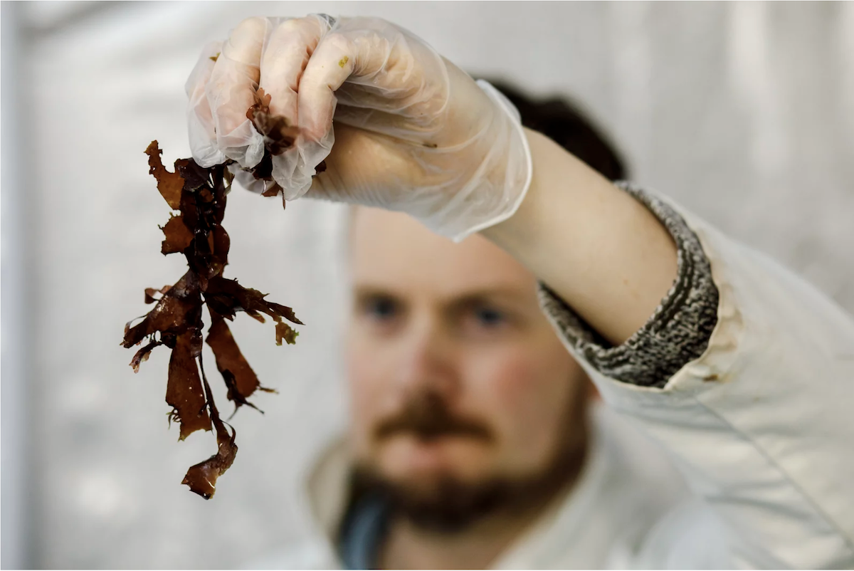 Duncan Smallman holding a piece of seaweed
